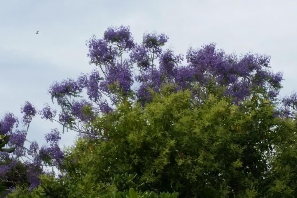 Casetta Jacaranda Genova Eksteriør bilde